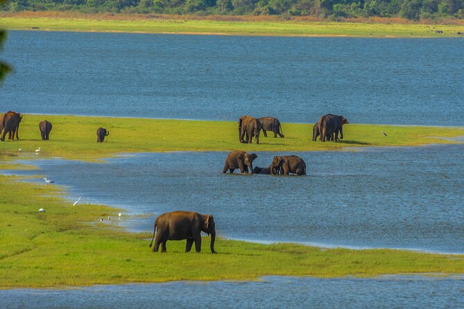 Minneriya Safari