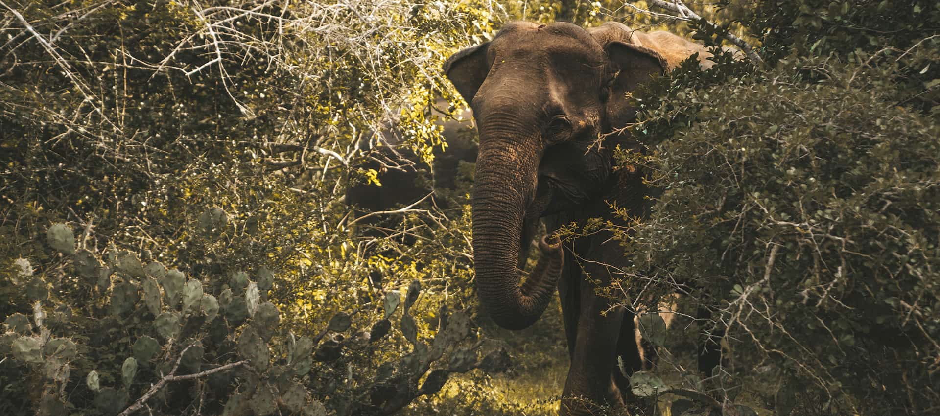Udawalawe elephants day safari