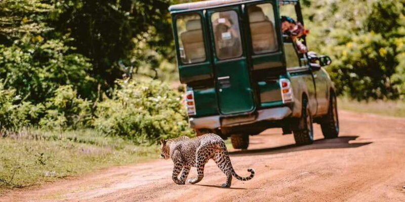 Yala National Park leopard safari