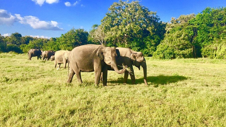 Kaudulla National Park